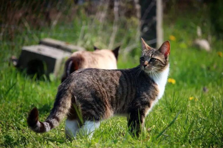 Κατανόηση της Συμπεριφοράς Γάτας: Αποκωδικοποίηση Μουστάκια και Ουρές