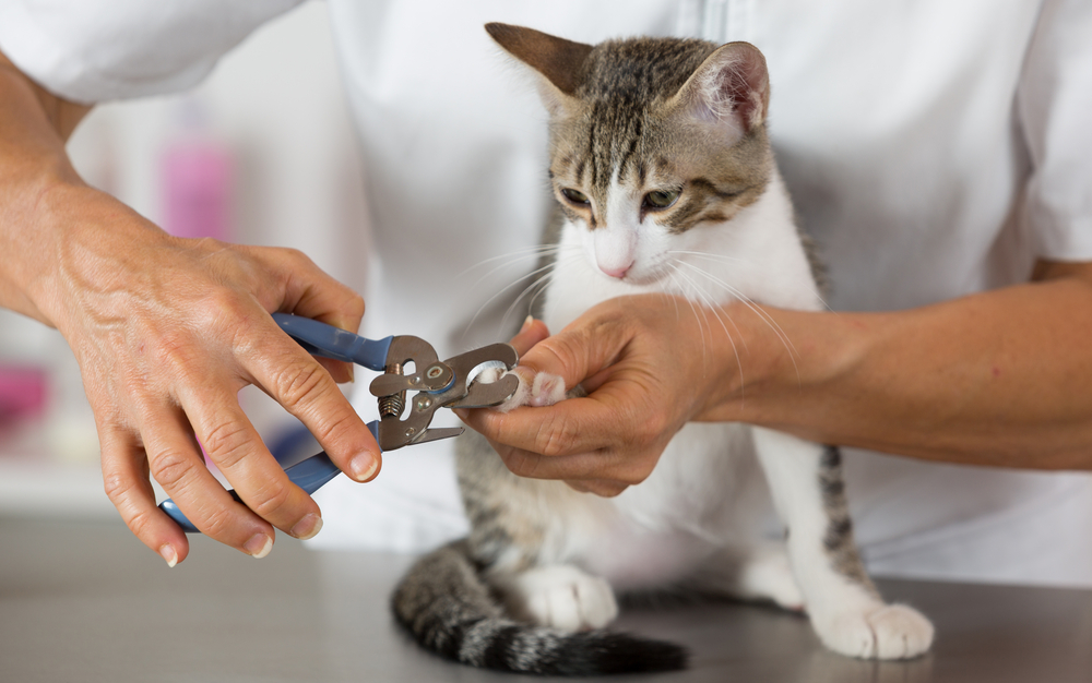Nail Tales: Ο ασφαλής τρόπος για να κόψετε τα νύχια της γάτας