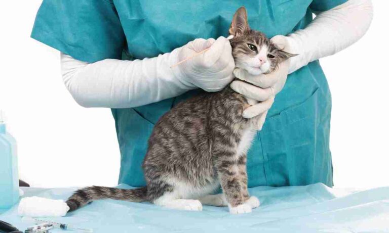 Φροντίδα αυτιών Διατηρώντας τα αυτιά της γάτας σας καθαρά και υγιή