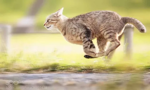 Catnip και γάτες που εξερευνούν τις ιδιορρυθμίες των αιλουροειδών