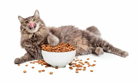 μπορούν οι γάτες να φάνε φλοιό jaboticaba; ανακαλύψτε την απάντηση!
