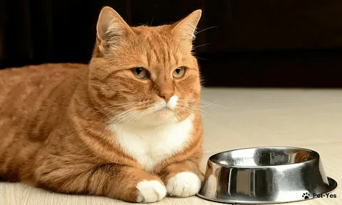 Μπορούν οι γάτες να φάνε φλούδα γλυκοπατάτας; Ανακαλύψτε το!
