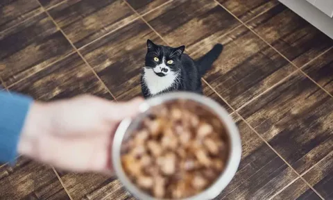 Μπορούν οι γάτες να φάνε κρακ ή είναι επιβλαβές