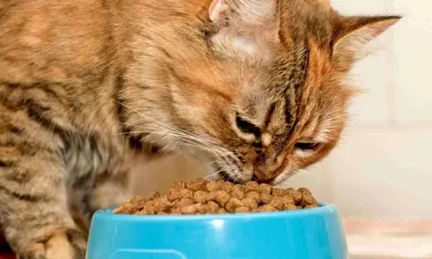 Μπορούν οι γάτες να τρώνε τσόφλια αυγών; Ανακαλύψτε το